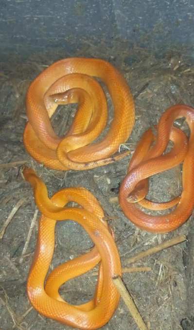 সংগৃহীত